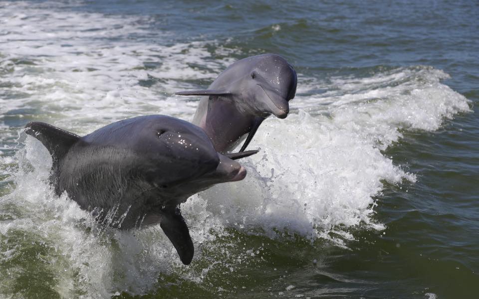 Best Place to See Dolphins in Florida » Marco Island Dolphin Tour