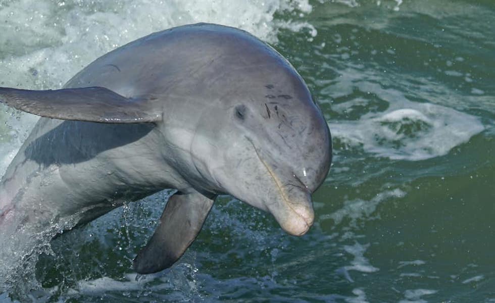 Florida Dolphin Tours