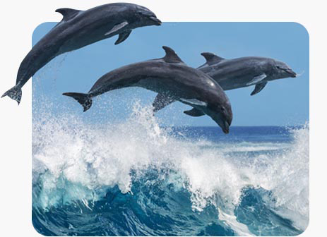 Amazing Dolphin Access